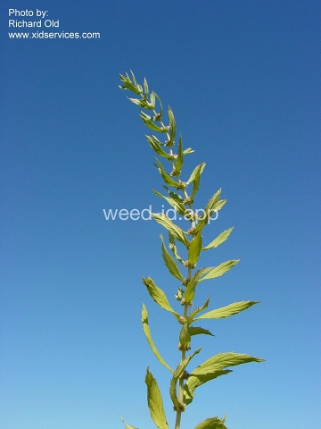 bugleweed, rough